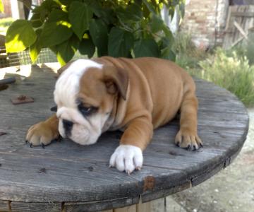 Dolce Bulldog Inglese Cuccioli Per L Adozione Annunci Milano Animali