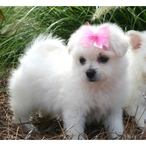 Bellissimi Cuccioli Di Pomeranian Cuccioli Annunci Bergamo Animali