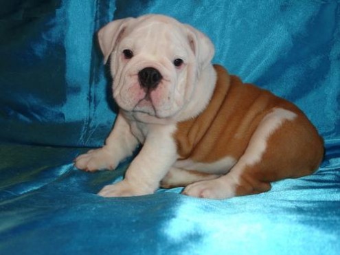 Bulldog Inglese Per L Adozione Annunci Firenze Animali 4723